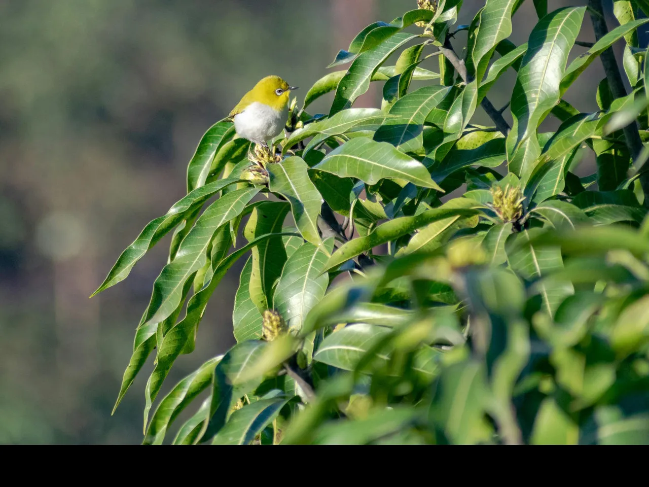 pexels rajesh s balouria 1289088 15684417