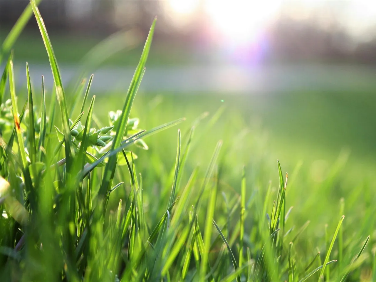 pexels mattycphoto 580900